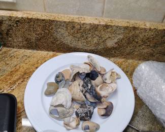 SEA SHELLS