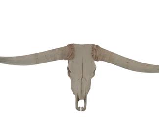 Large Bull horns