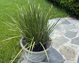 Terra Cotta and Ceramic planters, Potted plants