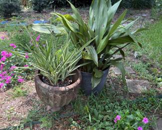 Terra Cotta and Ceramic planters, and Potted Plants