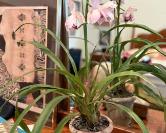 faux orchid - music box