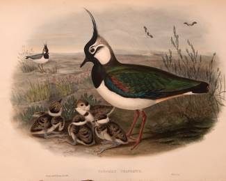 Vanellus Cristatus John Gould Litho