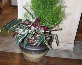 Planter and Plants