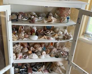 large sea shell collection, come by and pick one up