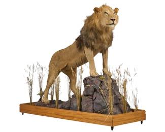 Lion Full Body Taxidermy Mount