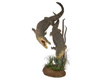 Full Body Crocodile Taxidermy Display