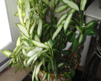 Plant