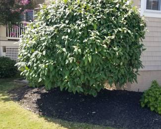 Leatherleaf Viburnum