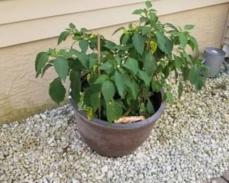 Potted plant