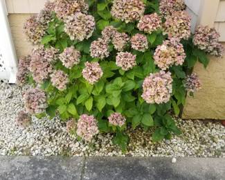 Hydrangea