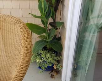 Exotic plant