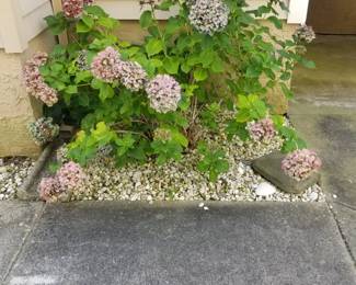 Hydrangea