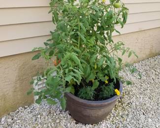 Potted tomatoes