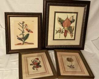 Framed Botanical Prints