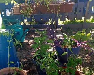 Clay Pots and Plants!