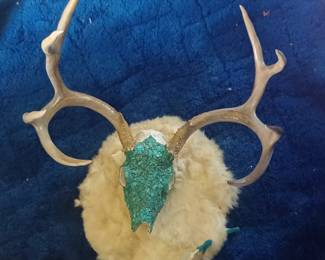 Deer with Turq