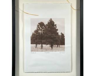 Limited edition photo print signed Vinson 267/450 | Pines. Titled, signed, and numbered below photo - h. 31 x w. 23 x d. 2 in