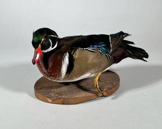 Taxidermy Wood Duck On Wooden Base | Taxidermy of wooden duck with one foot raised on a wooden base - h. 8 x w. 7 x l. 13.5 mm