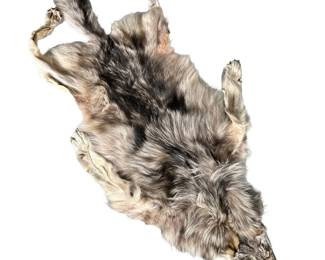 Vintage wolf pelt floor rug | Taxidermy wolf pelt made into a floor rug - w. 21 x l. 58 in