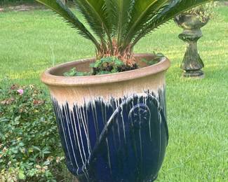 Sago palm in pot $200