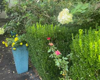 Lots of beautiful blue pots with plants