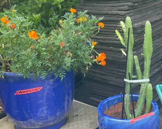 More blue pots and pretty plants various prices. Come shop.
