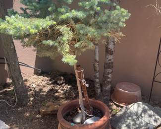 Lollipop blue spruce  in clay container