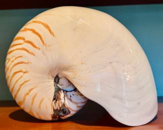 Nautilus Shell