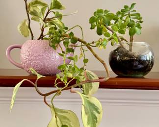 House Plants