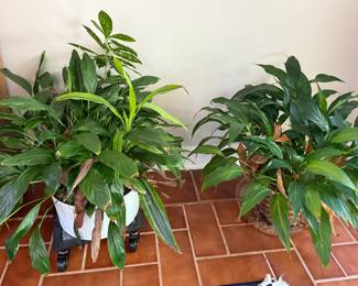 Potted Plants 