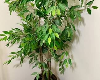 Artificial Ficus 