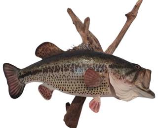 Taxidermy Fish On Driftwood Wall Hanging