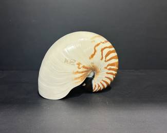 Lot 177 Sea Shell