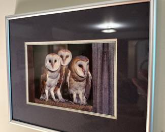 Owl photography 