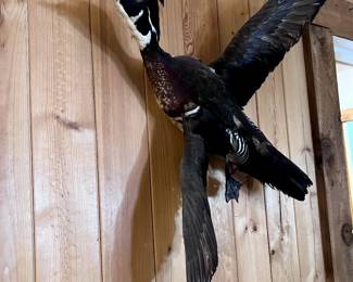taxidermy