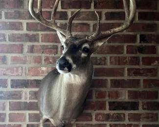 whitetail deer shoulder mount