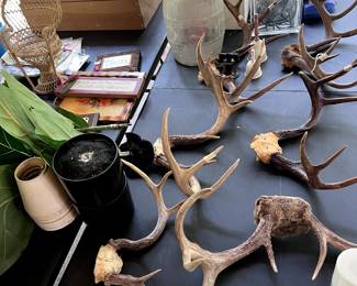 antlers