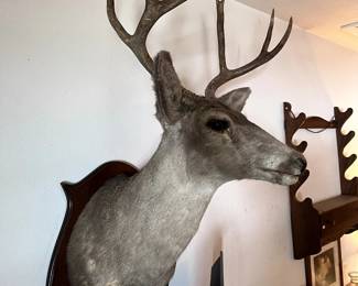 whitetail deer shoulder mount