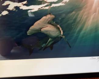 Brian Skerry Hammerhead Shark Framed Picture