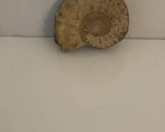 Ammonite Fossil