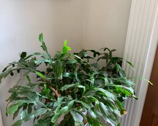 #32 Christmas Cactus in a ceramic Pot $30.00