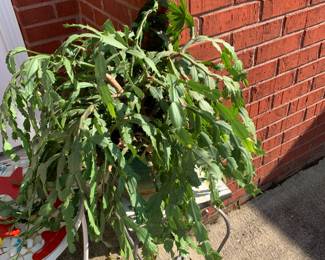 #120 Christmas Cactus in a plastic pot $20.00