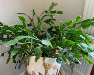 #32 Christmas Cactus in a ceramic Pot $30.00