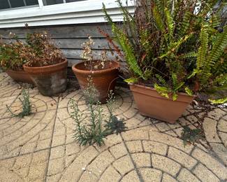$5 potted flower plants