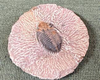 Trilobite