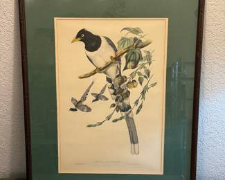 John Gould litho