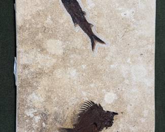 Fossils