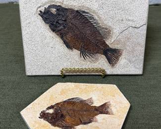 Fossils