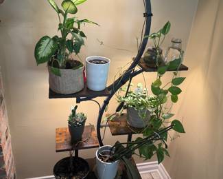 Live Plants