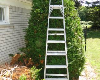 We like to call this one, ladder on tree